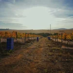 Colheita Syrah 2021-10 copiar