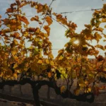 Colheita Syrah 2021-12 copiar