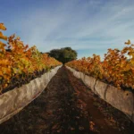 Colheita Syrah 2021-13 copiar