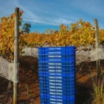 Colheita Syrah 2021-19 copiar