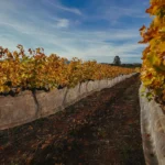 Colheita Syrah 2021-20 copiar