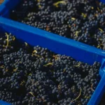 Colheita Syrah 2021-24 copiar