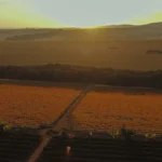 Colheita Syrah 2021-3 copiar