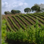 PE - sb 23-17 copiar