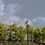 PE - sb 23-29 copiar