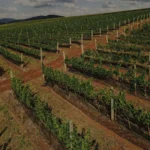 PE - sb 23-36 copiar