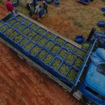 PE - sb 23-41 copiar