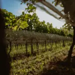 Vinhedo-Syrah-13-scaled