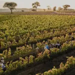 large_vinicola_alma_gerais_3_c78cc09dc0